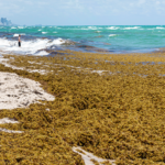 Sheinbaum inicia ofensiva contra el sargazo: prepara más barcos y un plan para rescatar las playas de Quintana Roo