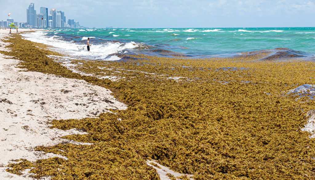 Sheinbaum inicia ofensiva contra el sargazo: prepara más barcos y un plan para rescatar las playas de Quintana Roo