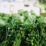 Lechuga, cilantro y albahaca: los vegetales que podrían introducir en México el parásito que ocasiona la “diarrea explosiva”