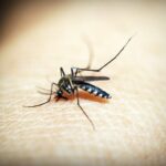 ¿Por qué algunos individuos son más propensos a las picaduras de mosquitos? La ciencia ha encontrado la respuesta