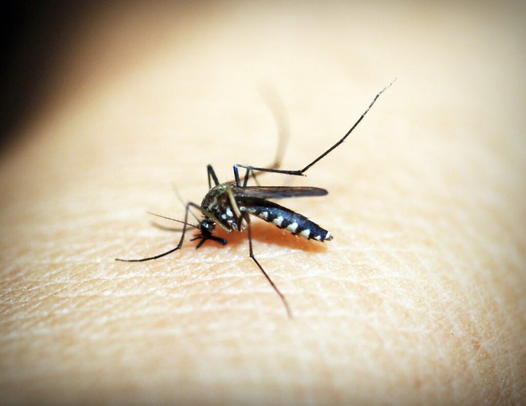 Mosquito alimentándose de la piel humana, ilustrando el estudio sobre por qué pican más a ciertas personas.
