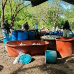 Cuatro laboratorios clandestinos de drogas son desmantelados en Michoacán y Guerrero; incautan más de 10 toneladas de químicos
