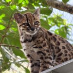 Hallan en Bolivia al Tilcayo, un pequeño felino desconocido para la ciencia