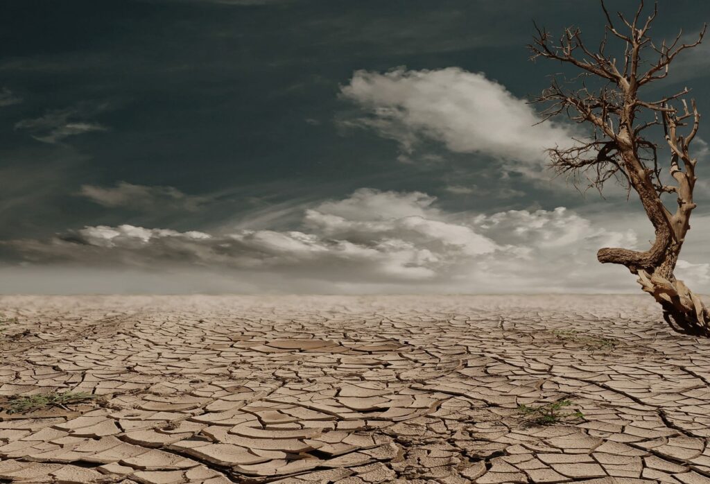 Tierra agrietada y seca con un árbol marchito, representando los efectos de sequías extremas por el fenómeno de El Niño.